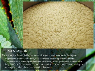 FERMENTATION
The star of the fermentation process is the yeast which converts the agave
   sugars into alcohol. First the yeast is infused into the prepared mosto.
   Temperature is carefully maintained between 30 and 42 degrees Celsius. The
   length of the fermentation process determines the alcohol content, lasting on
   average anywhere between 12 and 72 hours.
 
