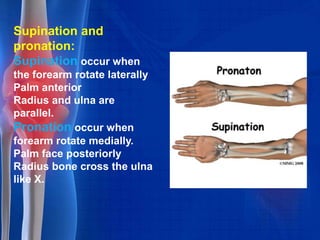 Muscular system pharma[1] | PPTX