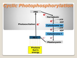 Cyclic Photophosphorylation
Photons
Sun’s
energy
FRS
Ferredoxin
Cytochrome b6
Cytochrome f
Plastocyanin
PS I
Photoexcitation e-
e-
e-
e-
e-
e-
ATP
ADP
ATP
ADP
 