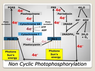 Non Cyclic Photophosphorylation
Photons
Sun’s
energy
PQRS
Plastoquinone
Cytochrome b6
Cytochrome f
Plastocyanin
PS II
Photo
excitation
4e-
4e-
4e-
4e-
4e-
4e-
ATP
ADP
PS I
FRS
4e-
4e-
Ferredoxin
2NADP
2NADPH2
Photo
excitation
4e-
4H2O
4H+ 4OH-
4e-
2H2O
+ O2
Photons
Sun’s
energy
4e-
4e-
 