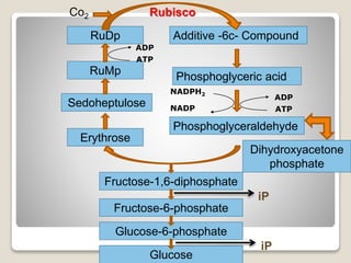 Co2
Dihydroxyacetone
phosphate
Fructose-1,6-diphosphate
Fructose-6-phosphate
Glucose-6-phosphate
Glucose
Rubisco
RuMp
Additive -6c- Compound
Phosphoglyceric acid
Sedoheptulose
Erythrose
Phosphoglyceraldehyde
RuDp
ADP
ATP
NADPH2
NADP
iP
iP
ADP
ATP
 