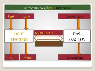 LIGHT
REACTION
NADPH2 & ATP
NADP & ADP
Light Water
O2 Water
Carbondioxide
Carbohydrates
Dark
REACTION
Interdependance of light & dark reaction
 