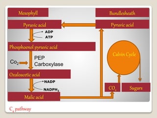 C4 pathway
Mesophyll
Phosphoenol pyruvic acid
CO2
Oxaloacetic acid
Bundlesheath
Pyruvic acid
Pyruvic acid
Malic acid
Co2
PEP
Carboxylase
ADP
ATP
NADPH2
NADP
Sugars
Calvin Cycle
 