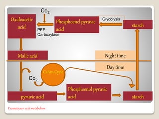 Phosphoenol pyruvic
acid
Oxaloacetic
acid
Malic acid
starch
pyruvic acid
Phosphoenol pyruvic
acid starch
Night time
Day time
Co2
PEP
Carboxylase
Glycolysis
Co2
Calvin Cycle
Crassulacean acid metabolism
 