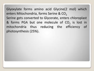Glyoxylate forms amino acid Glycine(2 mol) which
enters Mitochondria, forms Serine & CO2
Serine gets converted to Glycerate, enters chloroplast
& forms PGA but one molecule of CO2 is lost in
mitochondria thus reducing the efficiency of
photosynthesis (25%).
 