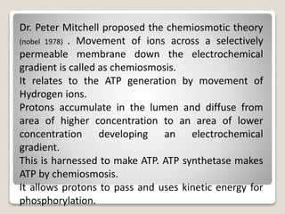 Dr. Peter Mitchell proposed the chemiosmotic theory
(nobel 1978) . Movement of ions across a selectively
permeable membrane down the electrochemical
gradient is called as chemiosmosis.
It relates to the ATP generation by movement of
Hydrogen ions.
Protons accumulate in the lumen and diffuse from
area of higher concentration to an area of lower
concentration developing an electrochemical
gradient.
This is harnessed to make ATP. ATP synthetase makes
ATP by chemiosmosis.
It allows protons to pass and uses kinetic energy for
phosphorylation.
 