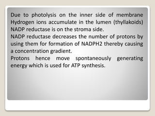 Due to photolysis on the inner side of membrane
Hydrogen ions accumulate in the lumen (thyllakoids)
NADP reductase is on the stroma side.
NADP reductase decreases the number of protons by
using them for formation of NADPH2 thereby causing
a concentration gradient.
Protons hence move spontaneously generating
energy which is used for ATP synthesis.
 