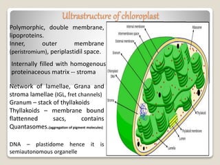 Ultrastructure of chloroplast
Polymorphic, double membrane,
lipoproteins.
Inner, outer membrane
(peristromium), periplastidil space.
Internally filled with homogenous
proteinaceous matrix -- stroma
Network of lamellae, Grana and
stroma lamellae (IGL, fret channels)
Granum – stack of thyllakoids
Thyllakoids – membrane bound
flattenned sacs, contains
Quantasomes.(aggregation of pigment molecules)
DNA – plastidome hence it is
semiautonomous organelle
 