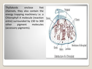 Thyllakoids enclose fret
channels, they also contain the
energy trapping machinery i.e. a
Chlorophyll A molecule (reaction
entre) surrounded by 230 to 300
other pigment molecules
(accessory pigments).
 