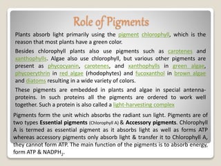 Plants absorb light primarily using the pigment chlorophyll, which is the
reason that most plants have a green color.
Besides chlorophyll plants also use pigments such as carotenes and
xanthophylls. Algae also use chlorophyll, but various other pigments are
present as phycocyanin, carotenes, and xanthophylls in green algae,
phycoerythrin in red algae (rhodophytes) and fucoxanthol in brown algae
and diatoms resulting in a wide variety of colors.
These pigments are embedded in plants and algae in special antenna-
proteins. In such proteins all the pigments are ordered to work well
together. Such a protein is also called a light-harvesting complex
Role of Pigments
Pigments form the unit which absorbs the radiant sun light. Pigments are of
two types Essential pigments (Chlorophyll A) & Accessory pigments. Chlorophyll
A is termed as essential pigment as it absorbs light as well as forms ATP
whereas accessory pigments only absorb light & transfer it to Chlorophyll A,
they cannot form ATP. The main function of the pigments is to absorb energy,
form ATP & NADPH2.
 