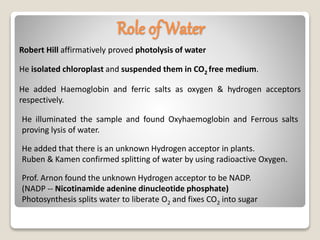 Robert Hill affirmatively proved photolysis of water
He isolated chloroplast and suspended them in CO2 free medium.
He added Haemoglobin and ferric salts as oxygen & hydrogen acceptors
respectively.
He illuminated the sample and found Oxyhaemoglobin and Ferrous salts
proving lysis of water.
He added that there is an unknown Hydrogen acceptor in plants.
Ruben & Kamen confirmed splitting of water by using radioactive Oxygen.
Prof. Arnon found the unknown Hydrogen acceptor to be NADP.
(NADP -- Nicotinamide adenine dinucleotide phosphate)
Photosynthesis splits water to liberate O2 and fixes CO2 into sugar
Role of Water
 