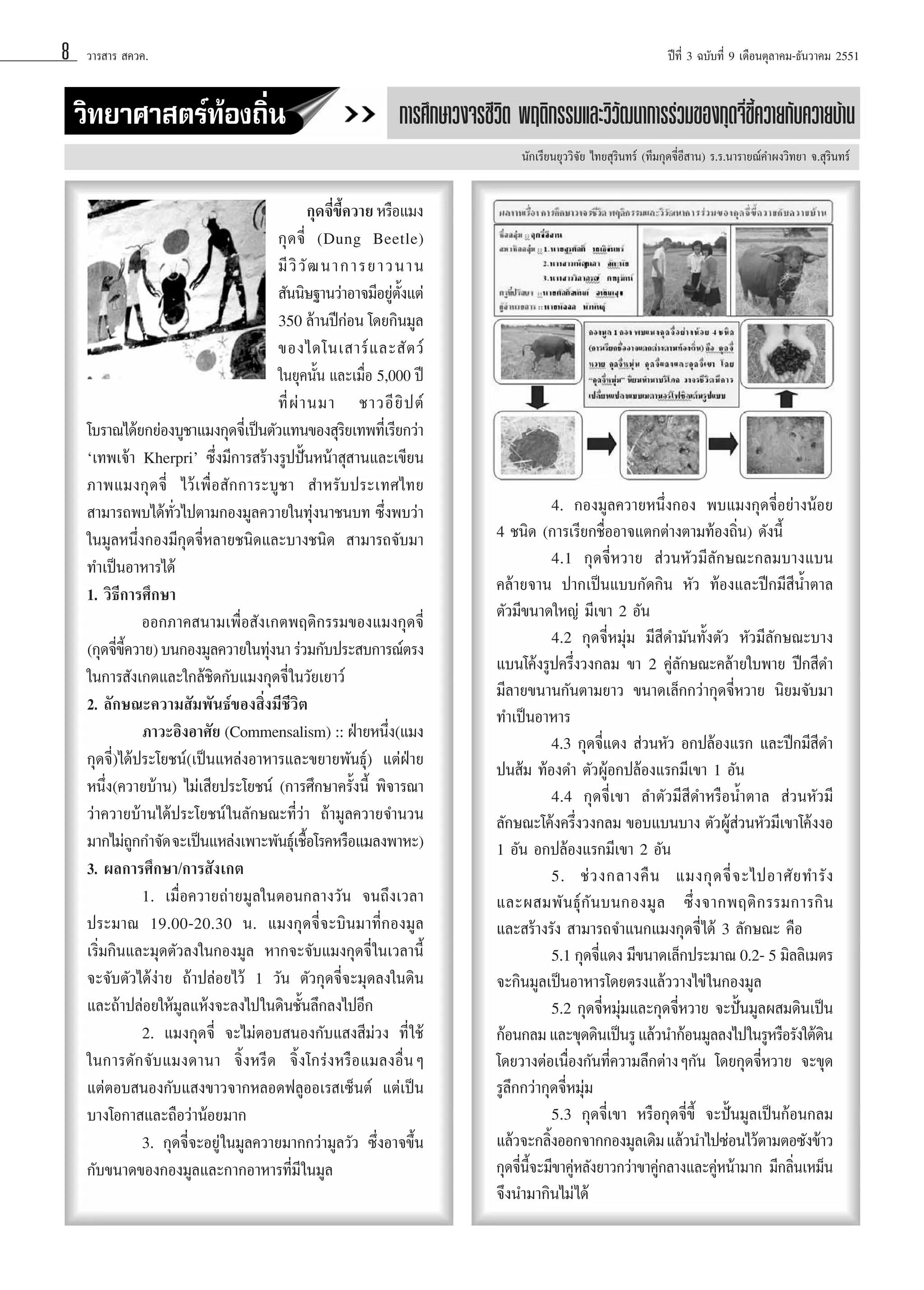 8

«“√ “√  §«§.

«‘∑¬“»“ μ√å∑âÕß∂‘Ëπ

ªï∑’Ë 3 ©∫—∫∑’Ë 9 ‡¥◊Õπμÿ≈“§¡-∏—π«“§¡ 2551

°“√»÷°…“«ß®√™’«‘μ æƒμ‘°√√¡·≈–«‘«—≤π“°“√√à«¡¢Õß°ÿ¥®’Ë¢’È§«“¬°—∫§«“¬∫â“π
π—°‡√’¬π¬ÿ««‘®—¬ ‰∑¬ ÿ√‘π∑√å (∑’¡°ÿ¥®’ËÕ’ “π) √.√.π“√“¬≥å§”ºß«‘∑¬“ ®. ÿ√‘π∑√å

°ÿ¥®’¢§«“¬ À√◊Õ·¡ß
Ë ’È
°ÿ ¥ ®’Ë (Dung Beetle)
¡’ «‘ «— ≤ π“°“√¬“«π“π
 —ππ‘…∞“π«à“Õ“®¡’Õ¬Ÿμß·μà
à —È
350 ≈â“πªï°Õπ ‚¥¬°‘π¡Ÿ≈
à
¢Õß‰¥‚π‡ “√å · ≈– — μ «å
„π¬ÿ§π—π ·≈–‡¡◊Õ 5,000 ªï
È
Ë
∑’Ë ºà “ π¡“ ™“«Õ’ ¬‘ ª μå
‚∫√“≥‰¥â¬°¬àÕß∫Ÿ™“·¡ß°ÿ¥®’‡ªìπμ—«·∑π¢Õß ÿ√¬‡∑æ∑’‡Ë √’¬°«à“
Ë
‘
ù‡∑æ‡®â“ Kherpriû ´÷Ëß¡’°“√ √â“ß√ŸªªíôπÀπâ“ ÿ “π·≈–‡¢’¬π
¿“æ·¡ß°ÿ¥®’Ë ‰«â‡æ◊ËÕ —°°“√–∫Ÿ™“  ”À√—∫ª√–‡∑»‰∑¬
 “¡“√∂æ∫‰¥â∑—Ë«‰ªμ“¡°Õß¡Ÿ≈§«“¬„π∑ÿàßπ“™π∫∑ ´÷Ëßæ∫«à“
„π¡Ÿ≈Àπ÷Ëß°Õß¡’°ÿ¥®’ËÀ≈“¬™π‘¥·≈–∫“ß™π‘¥  “¡“√∂®—∫¡“
∑”‡ªìπÕ“À“√‰¥â
1. «‘∏’°“√»÷°…“
ÕÕ°¿“§ π“¡‡æ◊ËÕ —ß‡°μæƒμ‘°√√¡¢Õß·¡ß°ÿ¥®’Ë
(°ÿ¥®’¢§«“¬) ∫π°Õß¡Ÿ≈§«“¬„π∑ÿßπ“ √à«¡°—∫ª√– ∫°“√≥åμ√ß
Ë ’È
à
„π°“√ —ß‡°μ·≈–„°≈â™‘¥°—∫·¡ß°ÿ¥®’Ë „π«—¬‡¬“«å
2. ≈—°…≥–§«“¡ —¡æ—π∏å¢Õß ‘Ëß¡’™’«‘μ
¿“«–Õ‘ßÕ“»—¬ (Commensalism) :: ΩÉ“¬Àπ÷ß(·¡ß
Ë
°ÿ¥®’Ë)‰¥âª√–‚¬™πå(‡ªìπ·À≈àßÕ“À“√·≈–¢¬“¬æ—π∏ÿå) ·μàΩÉ“¬
Àπ÷Ëß(§«“¬∫â“π) ‰¡à‡ ’¬ª√–‚¬™πå (°“√»÷°…“§√—Èßπ’È æ‘®“√≥“
«à“§«“¬∫â“π‰¥âª√–‚¬™πå „π≈—°…≥–∑’Ë«à“ ∂â“¡Ÿ≈§«“¬®”π«π
¡“°‰¡à∂°°”®—¥ ®–‡ªìπ·À≈àß‡æ“–æ—π∏ÿ‡å ™◊Õ‚√§À√◊Õ·¡≈ßæ“À–)
Ÿ
È
3. º≈°“√»÷°…“/°“√ —ß‡°μ
1. ‡¡◊ËÕ§«“¬∂à“¬¡Ÿ≈„πμÕπ°≈“ß«—π ®π∂÷ß‡«≈“
ª√–¡“≥ 19.00-20.30 π. ·¡ß°ÿ¥®’Ë®–∫‘π¡“∑’Ë°Õß¡Ÿ≈
‡√‘Ë¡°‘π·≈–¡ÿ¥μ—«≈ß„π°Õß¡Ÿ≈ À“°®–®—∫·¡ß°ÿ¥®’Ë „π‡«≈“π’È
®–®—∫μ—«‰¥âßà“¬ ∂â“ª≈àÕ¬‰«â 1 «—π μ—«°ÿ¥®’Ë®–¡ÿ¥≈ß„π¥‘π
·≈–∂â“ª≈àÕ¬„Àâ¡Ÿ≈·Àâß®–≈ß‰ª„π¥‘π™—Èπ≈÷°≈ß‰ªÕ’°
2. ·¡ß°ÿ¥®’Ë ®–‰¡àμÕ∫ πÕß°—∫· ß ’¡à«ß ∑’Ë „™â
„π°“√¥—°®—∫·¡ß¥“π“ ®‘ÈßÀ√’¥ ®‘Èß‚°√àßÀ√◊Õ·¡≈ßÕ◊ËπÊ
·μàμÕ∫ πÕß°—∫· ß¢“«®“°À≈Õ¥ø≈ŸÕÕ‡√ ‡´Áπμå ·μà‡ªìπ
∫“ß‚Õ°“ ·≈–∂◊Õ«à“πâÕ¬¡“°
3. °ÿ¥®’Ë®–Õ¬Ÿà „π¡Ÿ≈§«“¬¡“°°«à“¡Ÿ≈«—« ´÷ËßÕ“®¢÷Èπ
°—∫¢π“¥¢Õß°Õß¡Ÿ≈·≈–°“°Õ“À“√∑’Ë¡’ „π¡Ÿ≈

4. °Õß¡Ÿ≈§«“¬Àπ÷Ëß°Õß æ∫·¡ß°ÿ¥®’ËÕ¬à“ßπâÕ¬
4 ™π‘¥ (°“√‡√’¬°™◊ËÕÕ“®·μ°μà“ßμ“¡∑âÕß∂‘Ëπ) ¥—ßπ’È
4.1 °ÿ¥®’ËÀ«“¬  à«πÀ—«¡’≈—°…≥–°≈¡∫“ß·∫π
§≈â“¬®“π ª“°‡ªìπ·∫∫°—¥°‘π À—« ∑âÕß·≈–ªï°¡’ ’πÈ”μ“≈
μ—«¡’¢π“¥„À≠à ¡’‡¢“ 2 Õ—π
4.2 °ÿ¥®’ËÀ¡ÿà¡ ¡’ ’¥”¡—π∑—Èßμ—« À—«¡’≈—°…≥–∫“ß
·∫π‚§âß√Ÿª§√÷Ëß«ß°≈¡ ¢“ 2 §Ÿà≈—°…≥–§≈â“¬„∫æ“¬ ªï° ’¥”
¡’≈“¬¢π“π°—πμ“¡¬“« ¢π“¥‡≈Á°°«à“°ÿ¥®’ËÀ«“¬ π‘¬¡®—∫¡“
∑”‡ªìπÕ“À“√
4.3 °ÿ¥®’Ë·¥ß  à«πÀ—« Õ°ª≈âÕß·√° ·≈–ªï°¡’ ’¥”
ªπ â¡ ∑âÕß¥” μ—«ºŸâÕ°ª≈âÕß·√°¡’‡¢“ 1 Õ—π
4.4 °ÿ¥®’Ë‡¢“ ≈”μ—«¡’ ’¥”À√◊ÕπÈ”μ“≈  à«πÀ—«¡’
≈—°…≥–‚§âß§√÷Ëß«ß°≈¡ ¢Õ∫·∫π∫“ß μ—«ºŸâ à«πÀ—«¡’‡¢“‚§âßßÕ
1 Õ—π Õ°ª≈âÕß·√°¡’‡¢“ 2 Õ—π
5. ™à « ß°≈“ß§◊ π ·¡ß°ÿ ¥ ®’Ë ® –‰ªÕ“»— ¬ ∑”√— ß
·≈–º ¡æ— π ∏ÿå °— π ∫π°Õß¡Ÿ ≈ ´÷Ë ß ®“°æƒμ‘ ° √√¡°“√°‘ π
·≈– √â“ß√—ß  “¡“√∂®”·π°·¡ß°ÿ¥®’Ë‰¥â 3 ≈—°…≥– §◊Õ
5.1 °ÿ¥®’·¥ß ¡’¢π“¥‡≈Á°ª√–¡“≥ 0.2- 5 ¡‘≈≈‘‡¡μ√
Ë
®–°‘π¡Ÿ≈‡ªìπÕ“À“√‚¥¬μ√ß·≈â««“ß‰¢à „π°Õß¡Ÿ≈
5.2 °ÿ¥®’ËÀ¡ÿà¡·≈–°ÿ¥®’ËÀ«“¬ ®–ªíôπ¡Ÿ≈º ¡¥‘π‡ªìπ
°âÕπ°≈¡ ·≈–¢ÿ¥¥‘π‡ªìπ√Ÿ ·≈â«π”°âÕπ¡Ÿ≈≈ß‰ª„π√ŸÀ√◊Õ√—ß„μâ¥π
‘
‚¥¬«“ßμàÕ‡π◊ËÕß°—π∑’Ë§«“¡≈÷°μà“ßÊ°—π ‚¥¬°ÿ¥®’ËÀ«“¬ ®–¢ÿ¥
√Ÿ≈÷°°«à“°ÿ¥®’ËÀ¡ÿà¡
5.3 °ÿ¥®’Ë‡¢“ À√◊Õ°ÿ¥®’Ë¢’È ®–ªíôπ¡Ÿ≈‡ªìπ°âÕπ°≈¡
·≈â«®–°≈‘ßÕÕ°®“°°Õß¡Ÿ≈‡¥‘¡ ·≈â«π”‰ª´àÕπ‰«âμ“¡μÕ´—ß¢â“«
È
°ÿ¥®’π®–¡’¢“§ŸÀ≈—ß¬“«°«à“¢“§Ÿ°≈“ß·≈–§ŸÀπâ“¡“° ¡’°≈‘π‡À¡Áπ
Ë ’È
à
à
à
Ë
®÷ßπ”¡“°‘π‰¡à ‰¥â

 