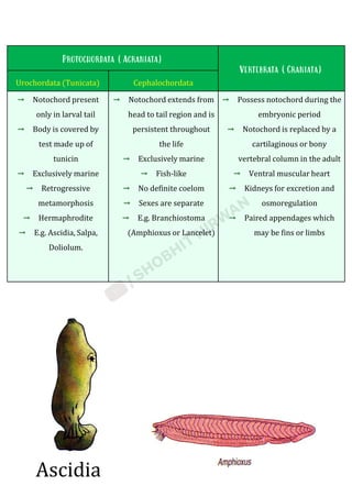 Animal_Kingdom_Shobhit_Nirwan.pdf class 11th biology | PDF
