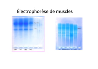 Électrophorèse	
  de	
  muscles	
  
 