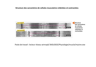 Structure	
  des	
  sarcomères	
  de	
  cellules	
  musculaires	
  relâchées	
  et	
  contractées	
  
Poste	
  de	
  travail	
  :	
  lecteur	
  réseau	
  winnapli/	
  BIOLOGIE/Physiologie/muscle/mysine.exe	
  
 