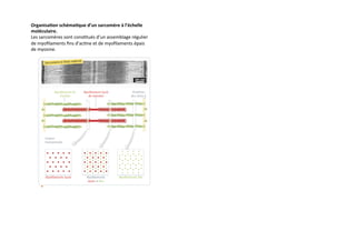 Organisa6on	
  schéma6que	
  d’un	
  sarcomère	
  à	
  l’échelle	
  
moléculaire.	
  	
  
Les	
  sarcomères	
  sont	
  cons)tués	
  d’un	
  assemblage	
  régulier	
  
de	
  myoﬁlaments	
  ﬁns	
  d’ac)ne	
  et	
  de	
  myoﬁlaments	
  épais	
  
de	
  myosine.	
  
!
 