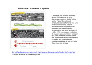 Structure de l’actine et de la myosine
L’actine est une protéine globulaire
(Actine G). Elle forme de long
filaments enroulés en double hélice
(actine F pour filamenteuse),
constitutifs des myofilaments fins. Une
molécule de myosine, faite de
plusieurs chaines polypeptidiques,
comprend une partie fibreuse
(« queue ») et une partie globulaire (2
« têtes ») De nombreuses molécules
de myosine s’associent entre elles par
leur partie filamenteuse pour former
des myofilaments épais. Les têtes sont
localisées aux extrémités des
myofilaments épais, de part et d’autre
d’une zone nue centrale.
hKp://pedagogie.ac-­‐toulouse.fr/svt/serveur/lycee/gutjahr/molec3D/molec3d/	
  
-­‐choisir	
  le	
  ﬁchier	
  ac)ne	
  et	
  myosine	
  
 
