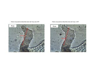 Fibres	
  musculaires	
  dilacérées	
  dans	
  de	
  l’eau	
  sans	
  ATP	
   Fibres	
  musculaires	
  dilacérées	
  dans	
  de	
  l’eau	
  +	
  ATP	
  
 