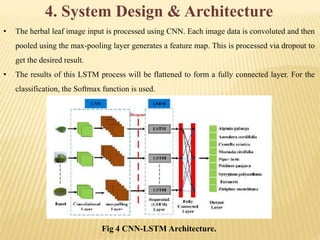 4. System Design & Architecture
• The herbal leaf image input is processed using CNN. Each image data is convoluted and then
pooled using the max-pooling layer generates a feature map. This is processed via dropout to
get the desired result.
• The results of this LSTM process will be flattened to form a fully connected layer. For the
classification, the Softmax function is used.
Fig 4 CNN-LSTM Architecture.
 