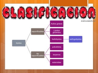 lípidos
saponificables
Acilos grasos
Lípidos
glicéridos
fosfolípidos esfingolípidos
No
saponificables
policétidos
terpenos
esteroides
 