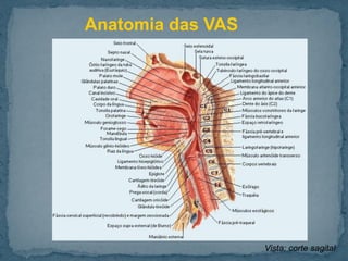 Anatomia das VAS
Vista: corte sagital
 