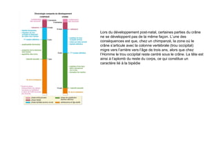 Lors du développement post-natal, certaines parties du crâne
ne se développent pas de la même façon. L’une des
conséquences est que, chez un chimpanzé, la zone où le
crâne s’articule avec la colonne vertébrale (trou occipital)
migre vers l’arrière vers l’âge de trois ans, alors que chez
l’Homme le trou occipital reste centré sous le crâne. La tête est
ainsi à l‘aplomb du reste du corps, ce qui constitue un
caractère lié à la bipédie
 