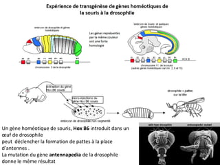 Un gène homéotique de souris, Hox B6 introduit dans un
œuf de drosophile
peut déclencher la formation de pattes à la place
d’antennes .
La mutation du gène antennapedia de la drosophile
donne le même résultat
 