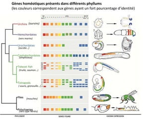 Gènes homéotiques présents dans différents phyllums
(les couleurs correspondent aux gènes ayant un fort pourcentage d’identité)
(oursins)
(vers marins)
(ascidie…)
(amphioxus)
(truite, saumon…)
( souris, grenouille…)
(mouches)
(vers type Néréis)
 