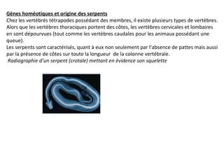 Gènes homéotiques et origine des serpents
Chez les vertébrés tétrapodes possédant des membres, il existe plusieurs types de vertèbres.
Alors que les vertèbres thoraciques portent des côtes, les vertèbres cervicales et lombaires
en sont dépourvues (tout comme les vertèbres caudales pour les animaux possédant une
queue).
Les serpents sont caractérisés, quant à eux non seulement par l’absence de pattes mais aussi
par la présence de côtes sur toute la longueur de la colonne vertébrale.
Radiographie d’un serpent (crotale) mettant en évidence son squelette
 