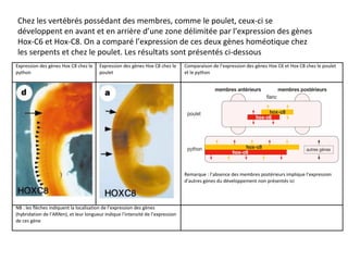 Chez les vertébrés possédant des membres, comme le poulet, ceux-ci se
développent en avant et en arrière d’une zone délimitée par l’expression des gènes
Hox-C6 et Hox-C8. On a comparé l’expression de ces deux gènes homéotique chez
les serpents et chez le poulet. Les résultats sont présentés ci-dessous
 