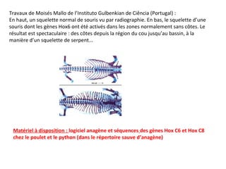 Travaux de Moisés Mallo de l’Instituto Gulbenkian de Ciência (Portugal) :
En haut, un squelette normal de souris vu par radiographie. En bas, le squelette d’une
souris dont les gènes Hox6 ont été activés dans les zones normalement sans côtes. Le
résultat est spectaculaire : des côtes depuis la région du cou jusqu’au bassin, à la
manière d’un squelette de serpent...
Matériel à disposition : logiciel anagène et séquences des gènes Hox C6 et Hox C8
chez le poulet et le python (dans le répertoire sauve d’anagène)
 
