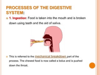 Digesive Process The Digestive System by PIBANTU | PPTX