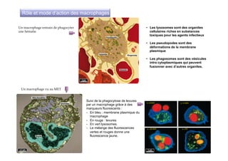 Un  macrophage  vu  au  MET	
Un  macrophage  entrain  de  phagocyter  
une  hématie	
Suivi de la phagocytose de levures
par un macrophage grâce à des
marqueurs fluorescents :
-  En bleu : membrane plasmique du
macrophage
-  En rouge : levures
-  En vert lysosomes.
-  Le mélange des fluorescences
vertes et rouges donne une
fluorescence jaune.
•  Les lysosomes sont des organites
cellulaires riches en substances
toxiques pour les agents infectieux
•  Les pseudopodes sont des
déformations de la membrane
plasmique
•  Les phagosomes sont des vésicules
intra cytoplasmiques qui peuvent
fusionner avec d’autres organites.
Rôle et mode d’action des macrophages
 