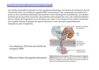 Les  cellules  sentinelles  expriment  sur  leur  membrane  plasmique  une  dizaine  de  récepteurs  dits  de  
l’immunité  innée.  Ces  récepteurs  appelés  PRR*,  reconnaissent    des  composants  universels  de  la  
paroi  ou  de  la  membrane  plasmique  des  bactéries  et  des  champignons  unicellulaires,  des  déchets  
produits  par  les  parasites  eucaryotes,  des  protéines  d’enveloppe  des  virus,  des  molécules  libérées  
par  les  cellules  de  l’organisme  en  cas  de  lésion,  etc.  Grâce    à  ces  récepteurs  les  cellules  sentinelles  
sont  capable  détecter  la  plupart  des  agents  infectieux  ou  des  situations  potentiellement  
dangereuses  pour  l’organisme.	
Les  récepteurs  TLR  sont  une  famille  de  
récepteur  PRR*	
*PRR  pour  PaXern  Recognition  Receptors	
Pour aller plus loin : voir document 1 fiche TP
 