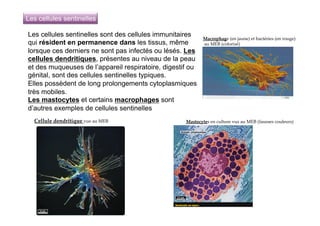 Les cellules sentinelles
Les cellules sentinelles sont des cellules immunitaires
qui résident en permanence dans les tissus, même
lorsque ces derniers ne sont pas infectés ou lésés. Les
cellules dendritiques, présentes au niveau de la peau
et des muqueuses de l’appareil respiratoire, digestif ou
génital, sont des cellules sentinelles typiques.
Elles possèdent de long prolongements cytoplasmiques
très mobiles.
Les mastocytes et certains macrophages sont
d’autres exemples de cellules sentinelles
Cellule  dendritique  vue  au  MEB	
Macrophage  (en  jaune)  et  bactéries  (en  rouge)	
  au  MEB  (colorisé)	
Mastocytes  en  culture  vus  au  MEB  (fausses  couleurs)	
 