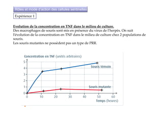 Evolution  de  la  concentration  en  TNF  dans  le  milieu  de  culture.	
Des  macrophages  de  souris  sont  mis  en  présence  du  virus  de  l’herpès.  On  suit  
l’évolution  de  la  concentration  en  TNF  dans  le  milieu  de  culture  chez  2  populations  de  
souris.  
Les  souris  mutantes  ne  possèdent  pas  un  type  de  PRR.	
Expérience  1	
Rôles et mode d’action des cellules sentinelles
 
