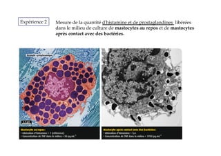 Expérience  2	
 Mesure  de  la  quantité  d'ʹhistamine  et  de  prostaglandines    libérées  
dans  le  milieu  de  culture  de  mastocytes  au  repos  et  de  mastocytes  
après  contact  avec  des  bactéries.	
 