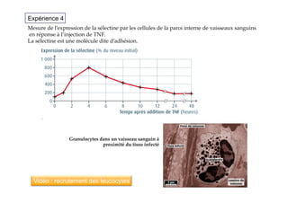 Granulocytes  dans  un  vaisseau  sanguin  à  
proximité  du  tissu  infecté	
Mesure  de  l’expression  de  la  sélectine  par  les  cellules  de  la  paroi  interne  de  vaisseaux  sanguins	
  en  réponse  à  l’injection  de  TNF.  
La  sélectine  est  une  molécule  dite  d’adhésion.	
Expérience 4
Vidéo : recrutement des leucocytes
 