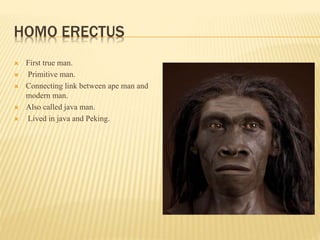 human evolution | PPTX