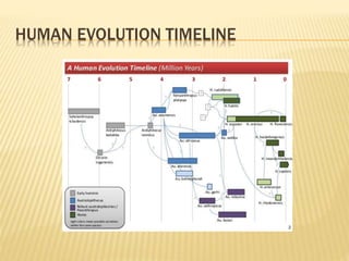 human evolution | PPTX