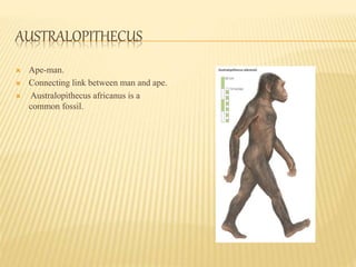 human evolution | PPTX