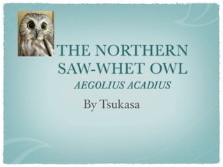 THE NORTHERN
SAW-WHET OWL
 AEGOLIUS ACADIUS
  By Tsukasa
 