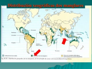 Distribución xeográficas dos manglares   