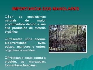 Son os ecosistemas naturais de maior produtividade debido á súa alta produción de materia orgánica.  Presentan unha enorme biodiversidade: aves, peixes, mariscos e outros organismos mariños.  Protexen a costa contra a erosión, as marexadas, tormentas e furacáns.  IMPORTANCIA DOS MANGLARES 