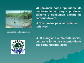O manglar é o referente social, cultural e fonte de sustento diario das comunidades locais Funcionan como “pulmóns’ do medioambiente porque producen osíxeno e consumen dióxido de carbono do aire.  Son usados para  actividades turísticas.  M anglares en Bangladesh 