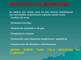 DESTRUCIÓN DOS  MANGLARES cultivo do arroz industria turística extracción petroleira e de gas explotación mineira extracción para empresas madereiras e  papeleiras construción de estradas e urbanizacións PERO SOBRE TODO POLA INDUSTRIA DO CAMARÓN As razóns son varias, pero na súa maioría relaciónanse con actividades empresariais a grande escala como:   
