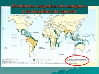 Distribución xeográficas dos manglares  e da acuicultura do camarón 
