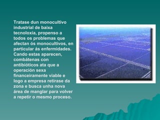 Tratase dun monocultivo industrial de  baixa tecnoloxía , propenso a todos os problemas que afectan ós monocultivos, en particular ás enfermidades. Cando estas aparecen,  combátenas con antibióticos ata que a operación sexa financeiramente viable e logo a empresa retírase da zona e busca unha nova área de manglar para volver a repetir o mesmo proceso.  