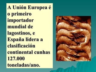 A Unión Europea é o primeiro importador mundial de lagostinos, e España lidera a clasificación continental cunhas 127.000 toneladas/ano.  