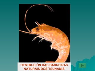 DESTRUCIÓN DAS BARREIRAS NATURAIS DOS TSUNAMIS 